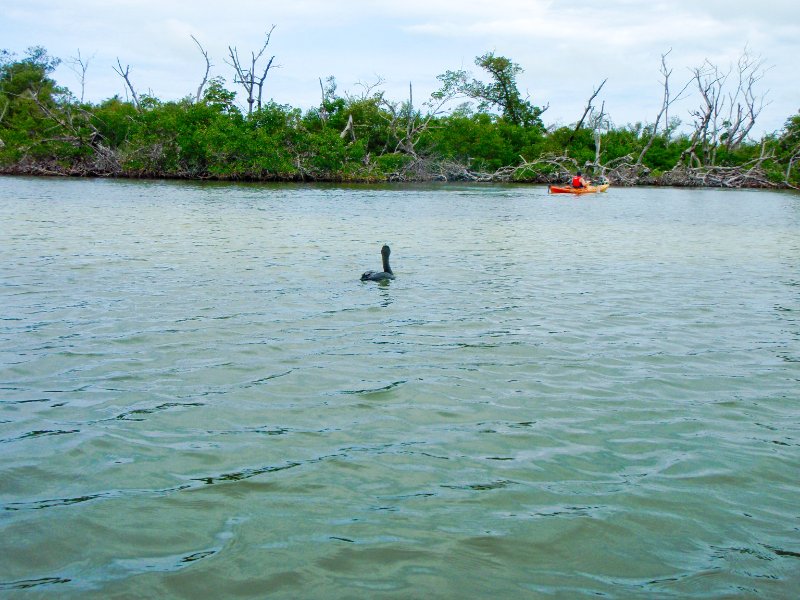 Captiva052409-5290068.jpg - Cormorant