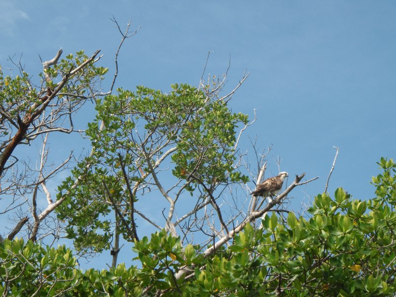 Captiva052409-5290083.jpg - Osprey