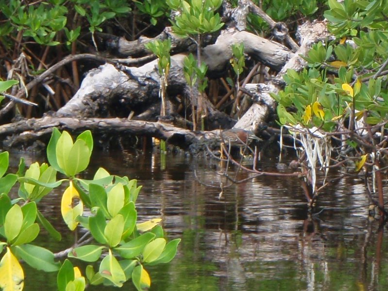 Captiva052409-5290084.jpg - Green Heron