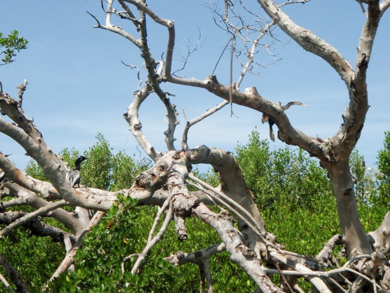 Captiva052409-5290093.jpg - Cormorant