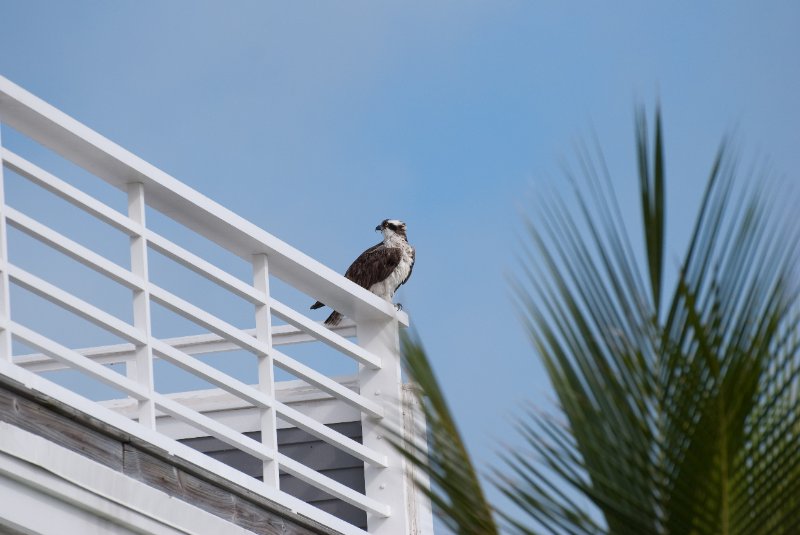 Captiva052409-6960.jpg - Osprey