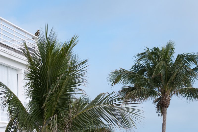 Captiva052409-6968.jpg - Osprey