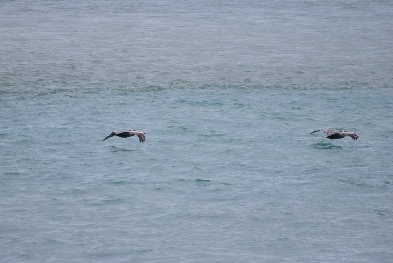Captiva052409-6974.jpg - Pelican