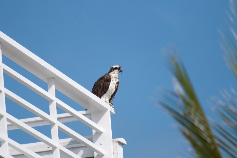 Captiva052409-6983.jpg - JACK KOZIK