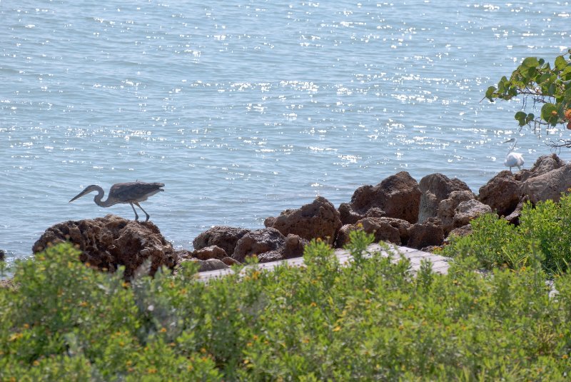 Captiva052409-6985.jpg - Great Blue Heron