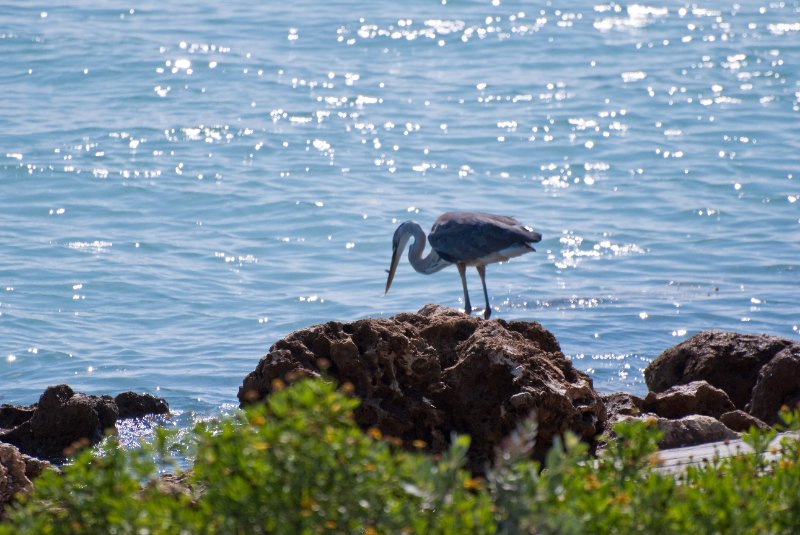 Captiva052409-6986.jpg - Great Blue Heron