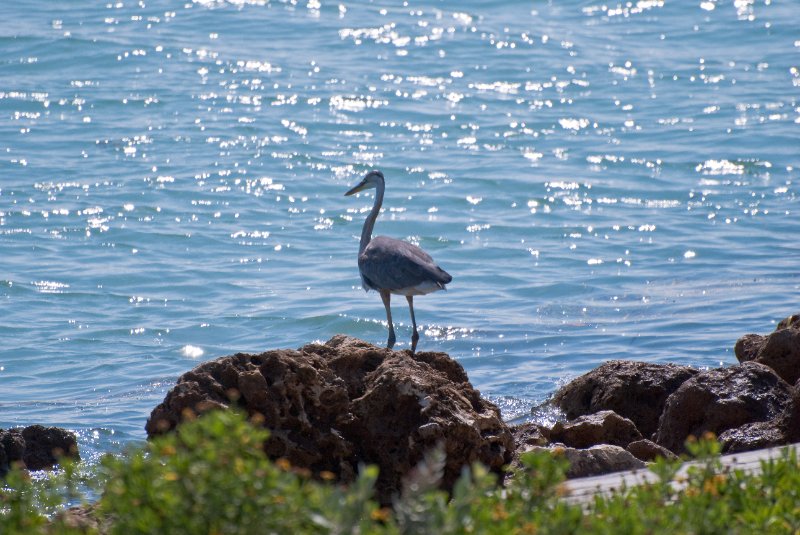 Captiva052409-6987.jpg - Great Blue Heron