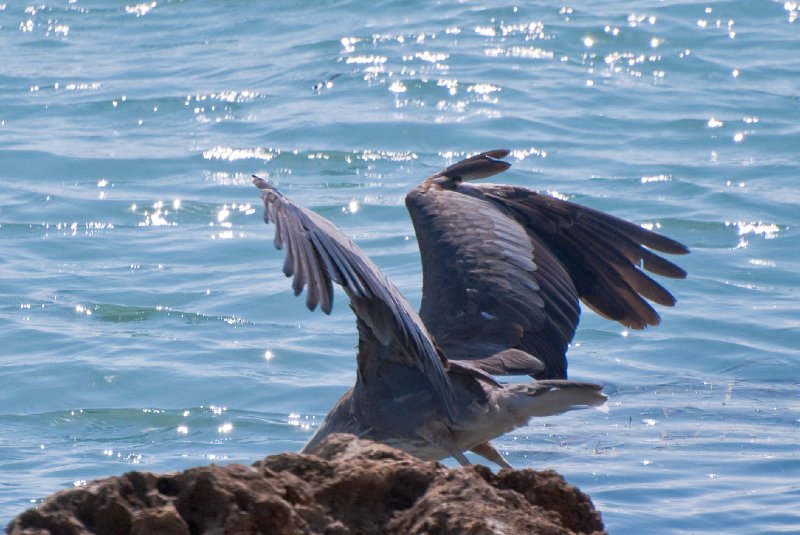 Captiva052409-6989.jpg - Great Blue Heron