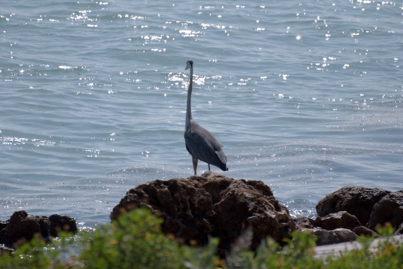 Captiva052409-6993.jpg - Great Blue Heron