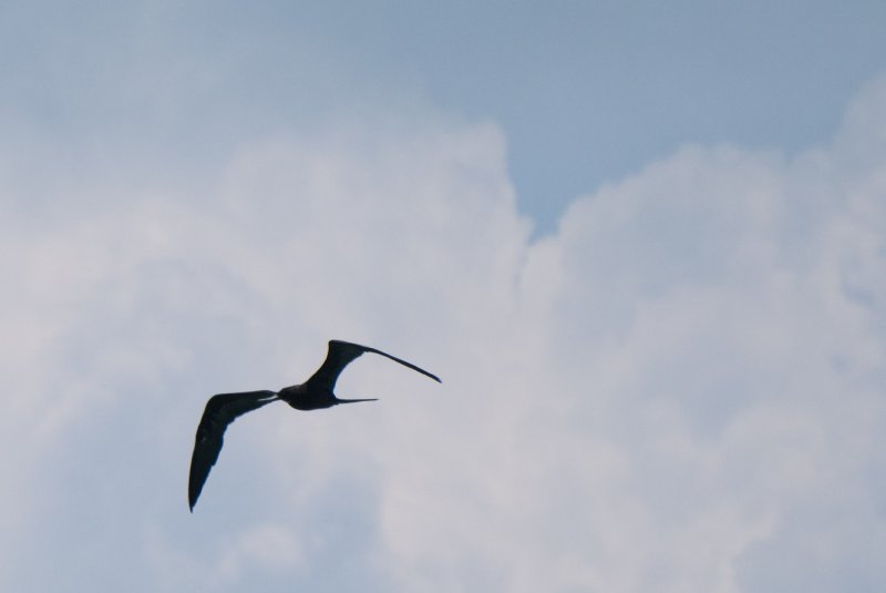 Captiva052409-6995.jpg - Frigate Bird
