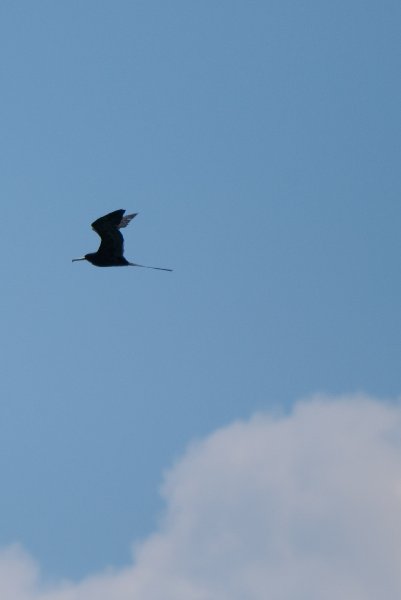Captiva052409-7000.jpg - Frigate Bird