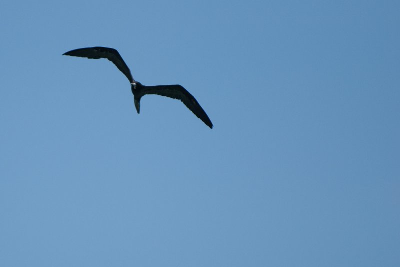 Captiva052409-7015.jpg - Frigate Bird