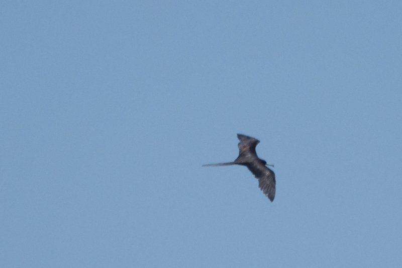 Captiva052409-7019.jpg - Frigate Bird