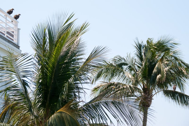 Captiva052409-7108.jpg - Osprey Perched on Lands End