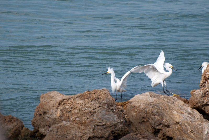 Captiva052409-7150.jpg - Snowy Egrets