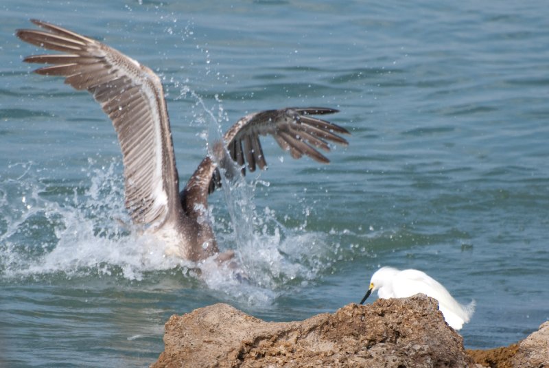 Captiva052409-7155.jpg - Snowy Egret, Pelican