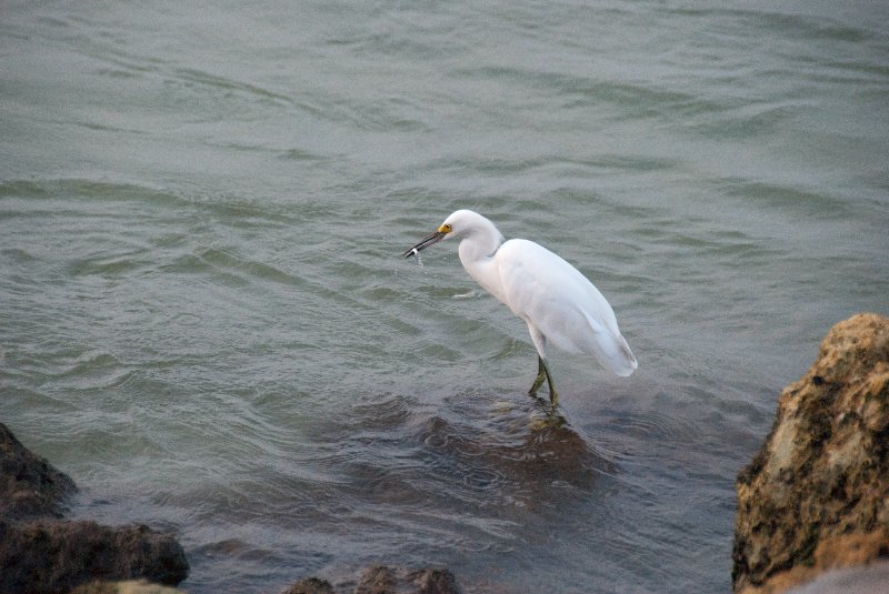 Captiva052409-7178.jpg - Snowy Egret