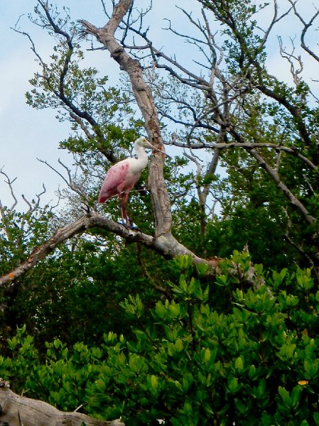 Captiva052409-5250026.jpg - Roseate Spoonbill