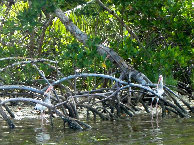 Captiva052409-5270015.jpg - Ibis