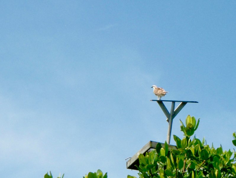Captiva052409-5270029.jpg - Osprey