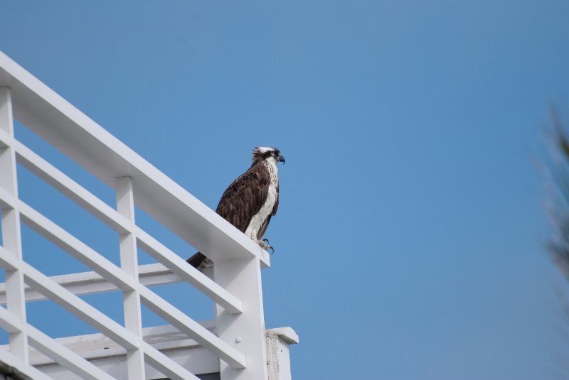 Captiva052409-6972.jpg - Osprey