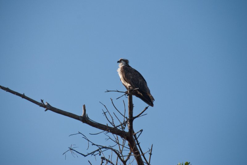Captiva052409-7091.jpg - Osprey