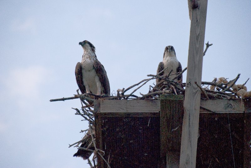 Captiva052409-7169.jpg - Osprey Nest
