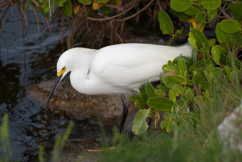 Captiva052409-7195.jpg - Snowy Egret