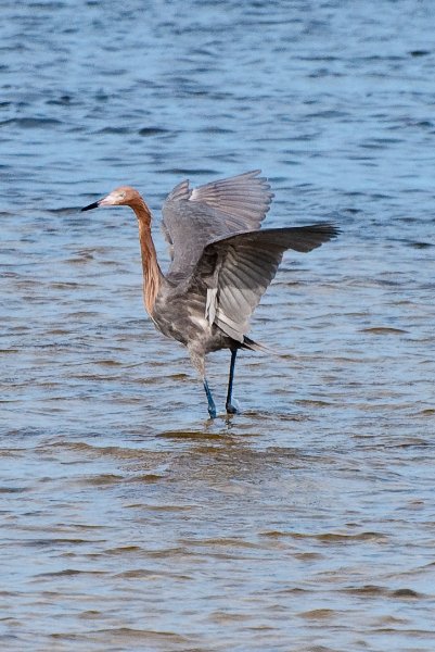 Captiva052409-7199.jpg - Reddish Egret