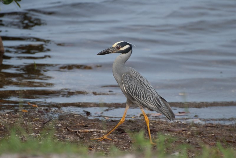 Captiva052409-7242.jpg - Yellow-Crown Night Heron