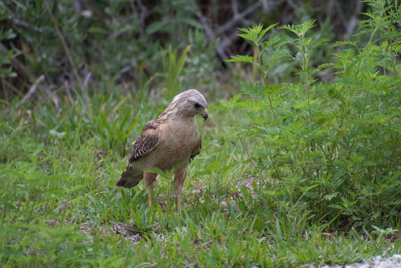 Captiva052409-7287.jpg - Red-shoulder Hawk