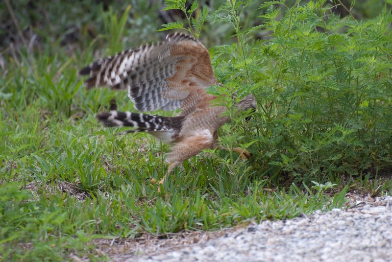 Captiva052409-7289.jpg - Red-shoulder Hawk