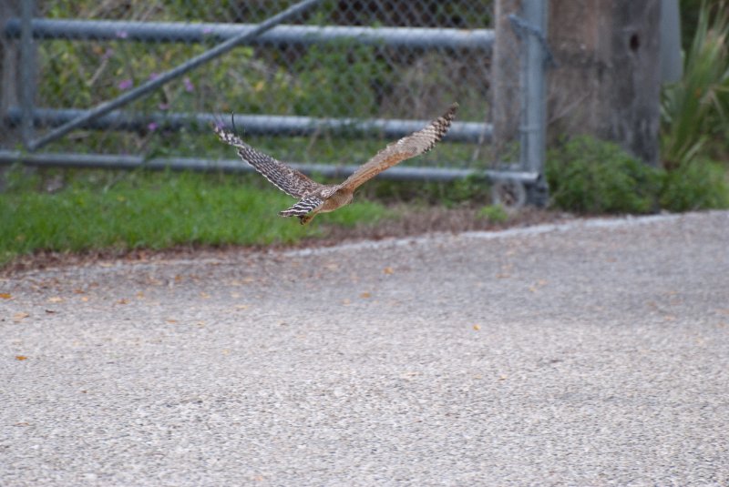Captiva052409-7299.jpg - Red-shoulder Hawk