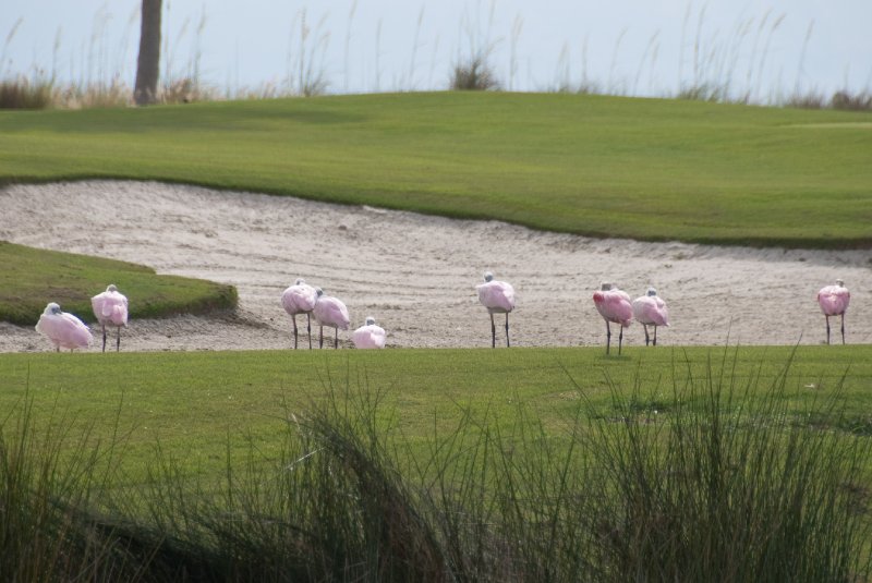 Captiva052409-7331.jpg - Captiva Island Golf Course