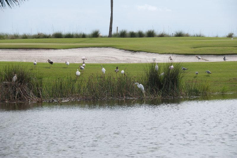 Captiva052409-7333.jpg - Captiva Island Golf Course