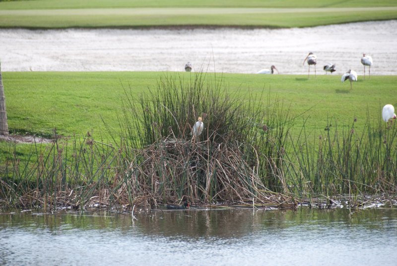 Captiva052409-7338.jpg - Captiva Island Golf Course