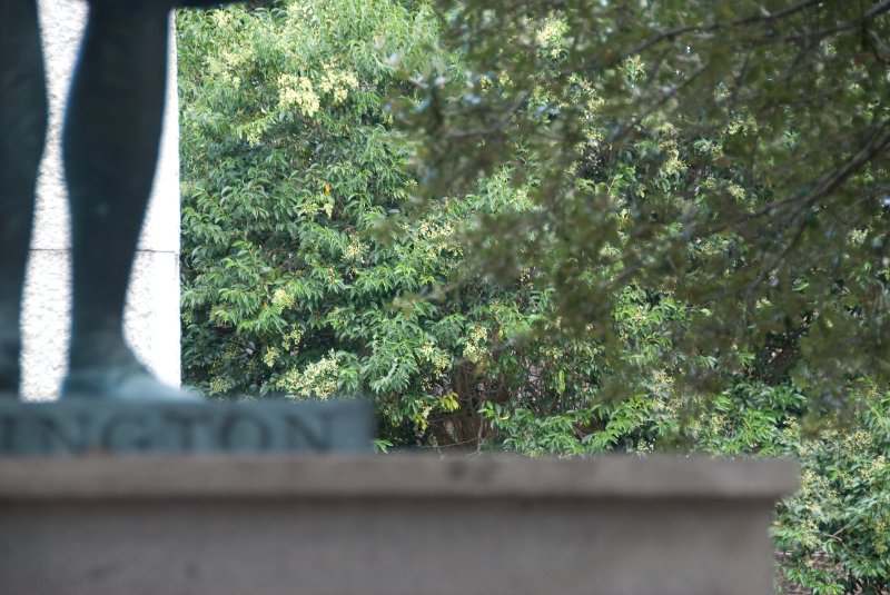 Charleston100309-9768.jpg - George Washington Statue, Washington Park, behind the City Hall