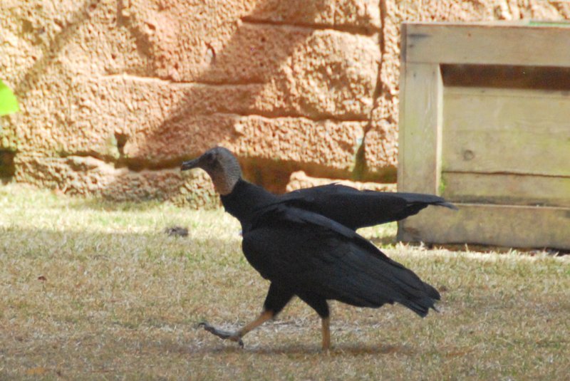 DisneyWorld022709-3112.jpg - Flights of Wonder Attraction