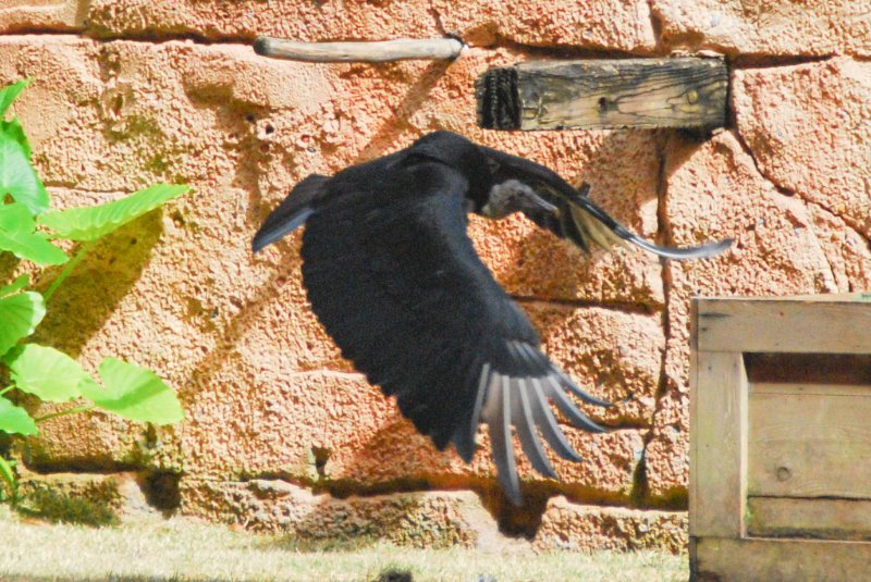 DisneyWorld022709-3113.jpg - Flights of Wonder Attraction