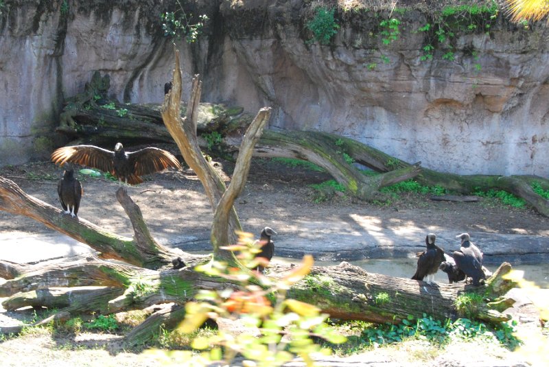 DisneyWorld022709-3168.jpg - Kilimanjaro Safaris