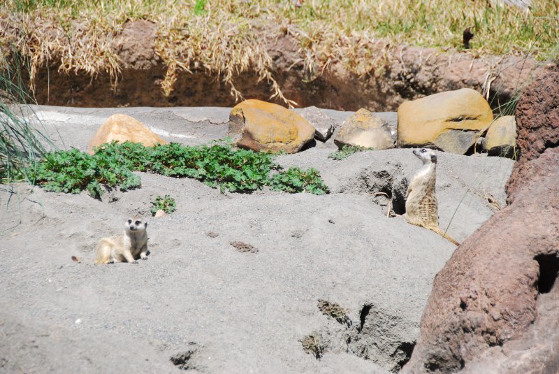 DisneyWorld022709-3240.jpg - Pangani Forest Exploration Trail
