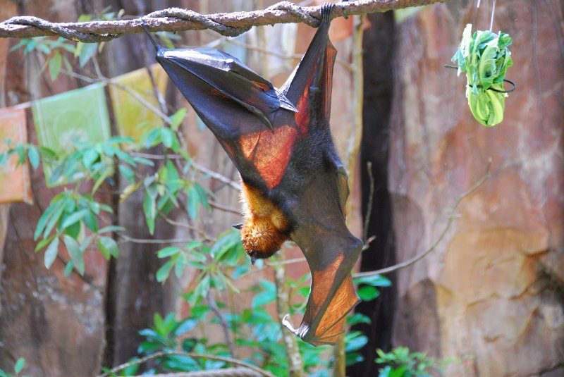 DisneyWorld022709-3262.jpg - Maharajah Jungle Trek Attraction