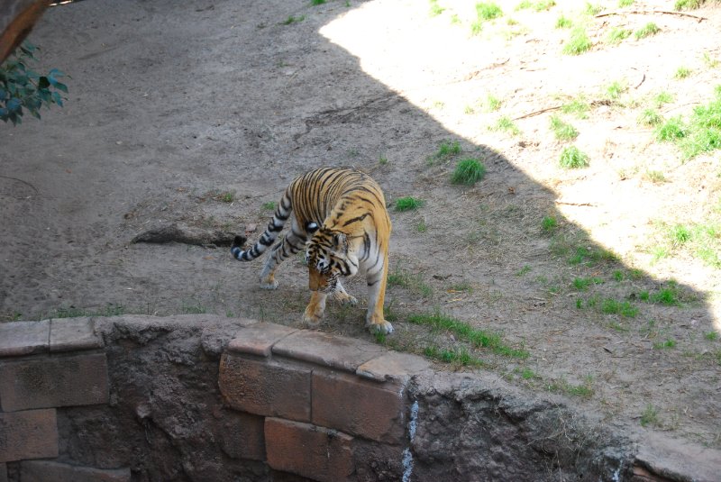 DisneyWorld022709-3267.jpg - Maharajah Jungle Trek Attraction