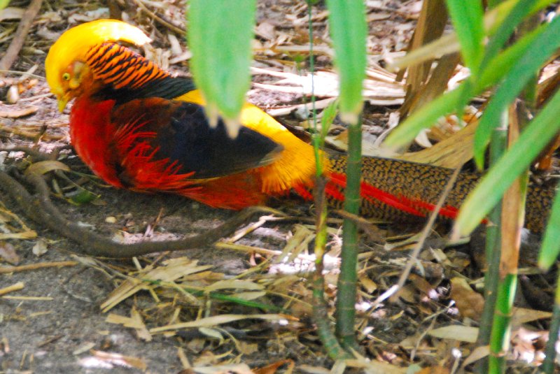 DisneyWorld022709-3279.jpg - Maharajah Jungle Trek Attraction