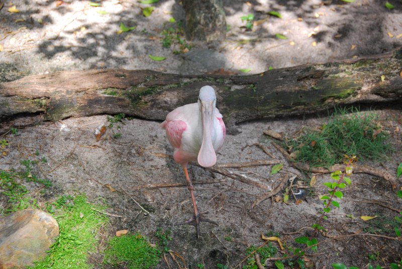 DisneyWorld022709-3320.jpg - Animal Kingdom-Roseate Spoonbill