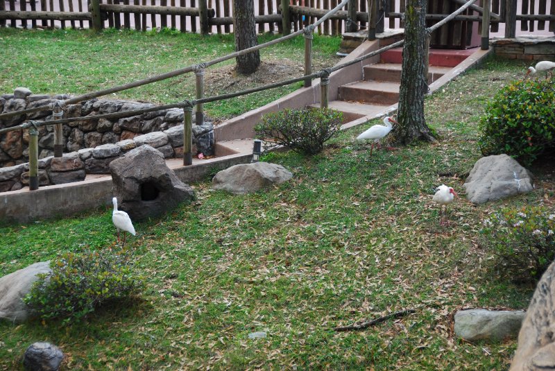 DisneyWorld022709-2946.jpg - Ibis