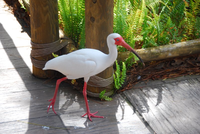 DisneyWorld022709-2962.jpg - Ibis