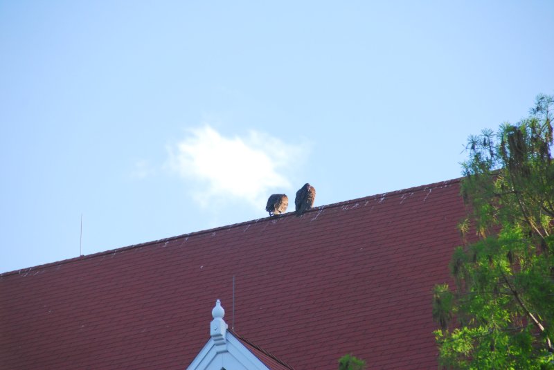 DisneyWorld022709-3035.jpg - Vultures on top of the Grand Floridian