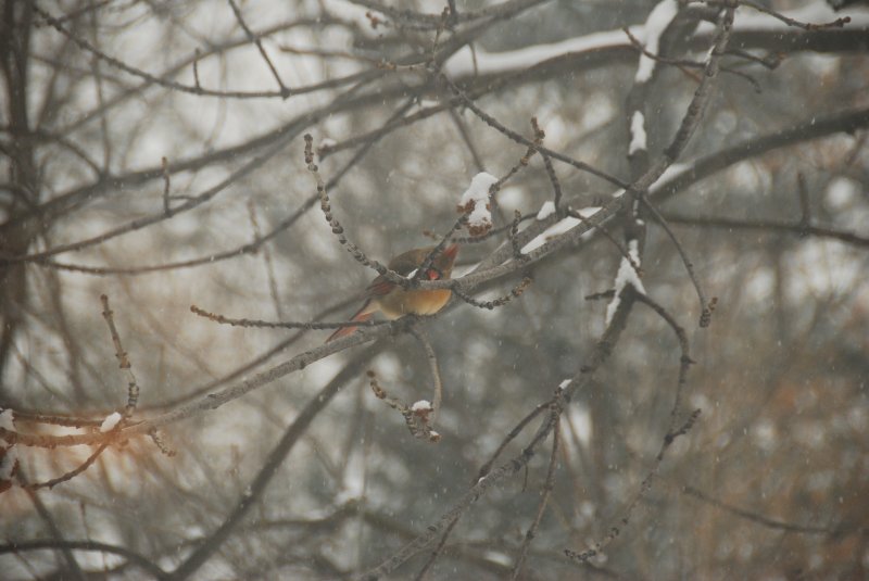 BackyardCardinal-2292.jpg - Cardinal in backyard