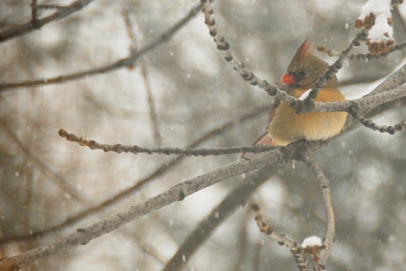 BackyardCardinal-2294.jpg - Cardinal in backyard